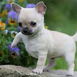 Cover Image of Download Chihuahua Dog Wallpaper 1.0.0 APK