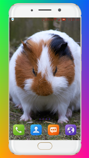 Screenshot 15 Guinea Pig Wallpaper android