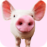 Pig Sounds icon