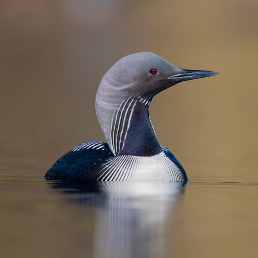 Loon Sounds logo