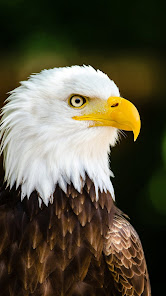Captura de Pantalla 11 Águila americana android