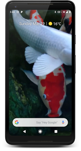 Android application Japanese Koi Fish Wallpaper screenshort