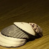 Sea Shells Wallpapers HD FREE icon