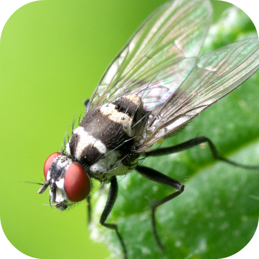 Insect Wallpapers logo