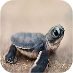 Cover Image of Baixar Turtle Wallpapers 1.5 APK