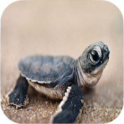 Turtle Wallpapers 1.3 Icon