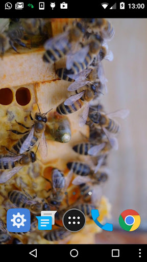 honey bee wallpaper Screen 2