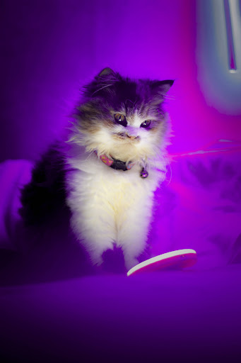 Cute Kitty Wallpaper Screen 3