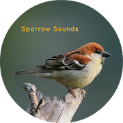 Sparrow Sounds - Sleep & Relax