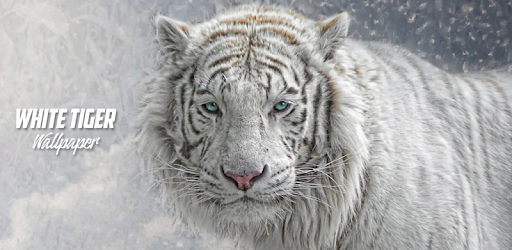 Tigre Blanco Wallpaper - Aplicaciones en Google Play