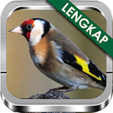 Suara Burung Goldfinch Ngekek icon