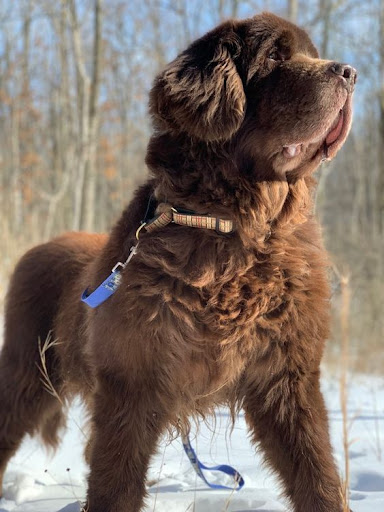Newfoundland Dog Wallpapers Screen 2