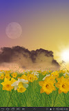 Daffodils Free Live Wallpaper