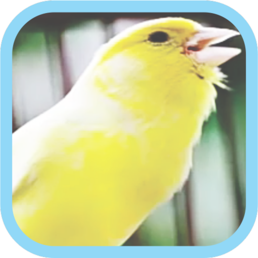 Masteran Kicau Burung Kenari 8.0 Icon