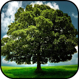 Tree Wallpapers icon