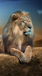 Lion HD Wallpaper For Phone