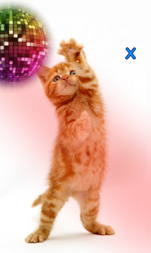 Talking, Dancing Cat.