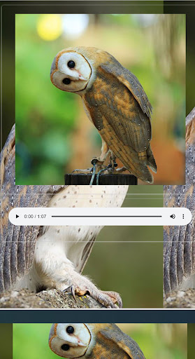 suara burung hantu mp3 Screen 2