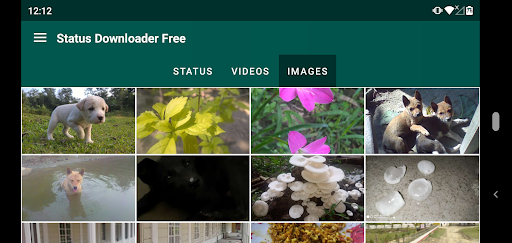 Status Downloader Free WhatsApp Status saver