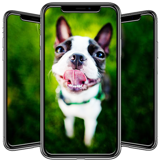 Boston Terrier Wallpaper  Icon