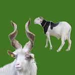 Cover Image of Download Sheeps and Goats  APK