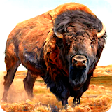 Buffalo Wallpaper icon
