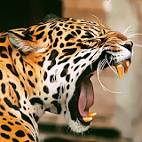 Leopard Live Wallpaper icon