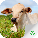 Cattle Guide icon