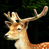 Deer Wallpaper LWP icon