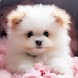 Cute Dog & Puppy Wallpaper 4K