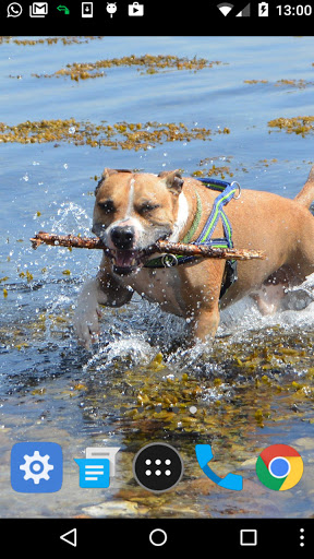 pitbull dog wallpaper Screen 2