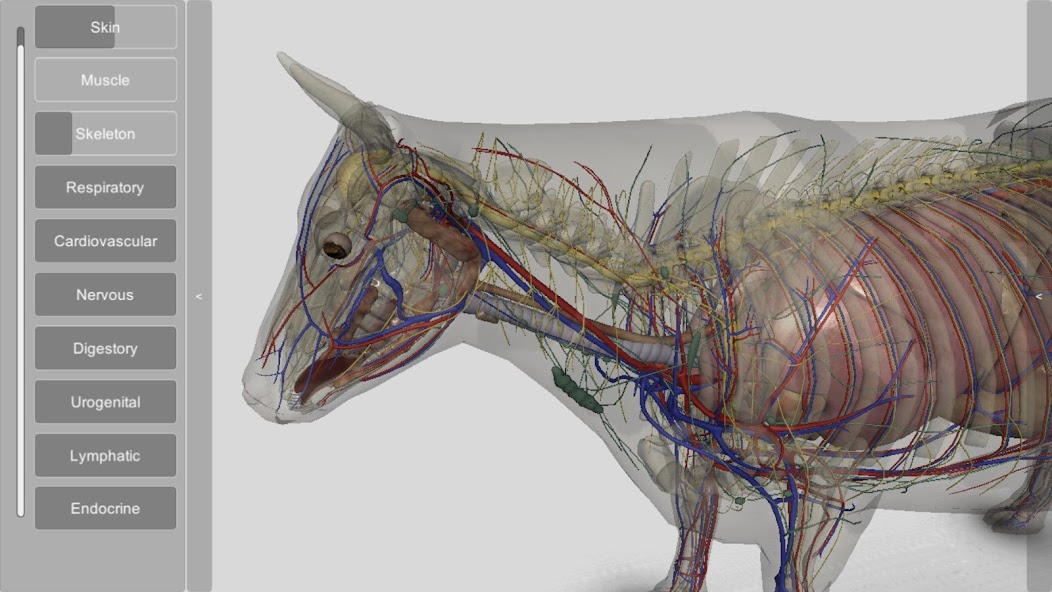 3D Bovine Anatomy banner