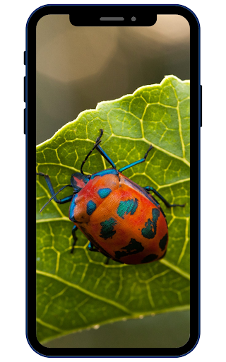 Insect Wallpapers Screen 3