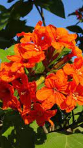 Genus Cordia Wallpaper