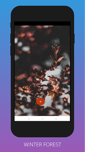 Winter Forest Wallpapers 4K