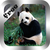 Cute Panda Live Wallpaper Free icon