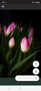 Tulips HD wallpaper