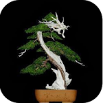Cover Image of Download The idea of ​​Bonsai Trees  APK