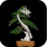 The idea of ​​Bonsai Trees