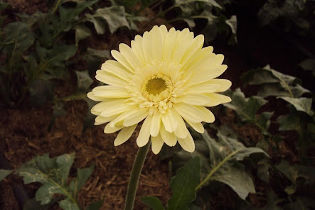 Captura 10 Flores amarillas fondos de pan android