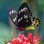 Cover Image of Unduh Butterfly Wallpaper Aesthetic  APK