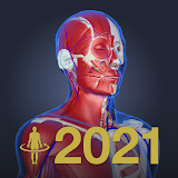 3D anatomy teamLabBody2021 icon