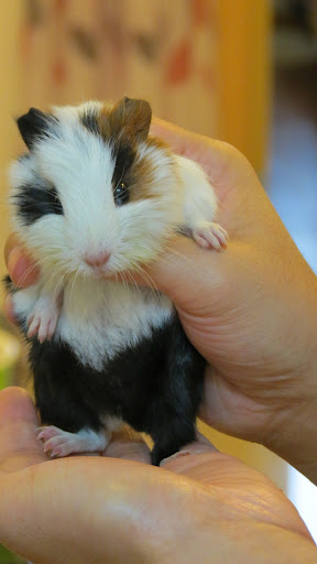 Android application Guinea Pig Wallpapers screenshort
