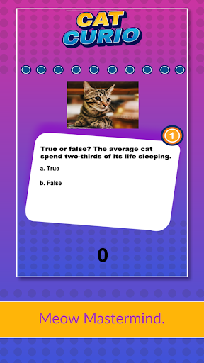Cat Curio Screen 2