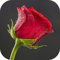 Icon image 10000 Flowers Wallpapers