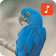 Top 20 Lifestyle Apps Like Macaw Bird Sounds - Best Alternatives