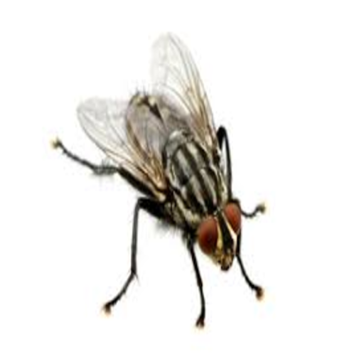 Fly And Bee Prank Install on Windows