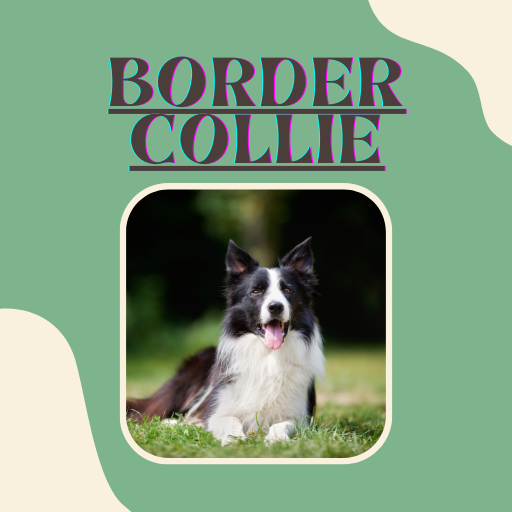Border Collie Images Download on Windows