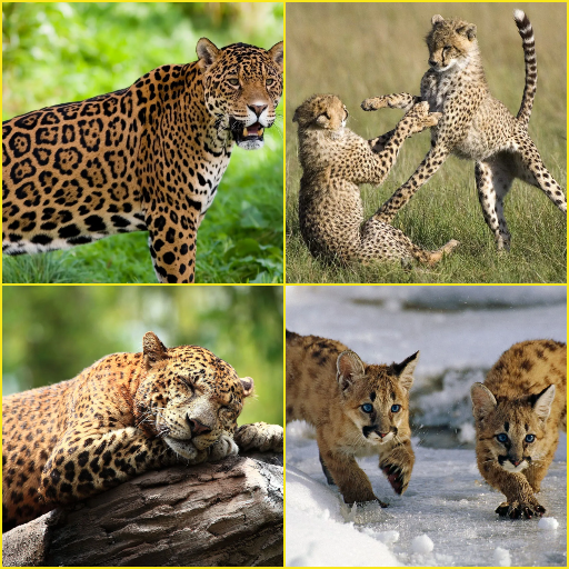 Cougar, Leopard, Cheetah, Jaguar Wallpapers