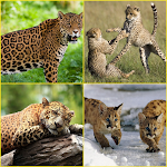 Cover Image of Download Cougar, Leopard, Cheetah, Jaguar Wallpapers 1.0.8 APK